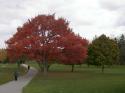 Niagara Falls in Autumn 2007 27